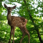 bambi-2