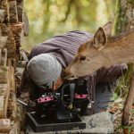 bambi-3