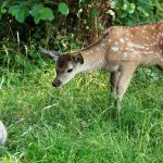 bambi-4